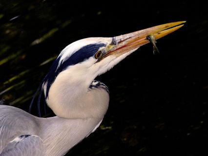 Graureiher beim Fischfang