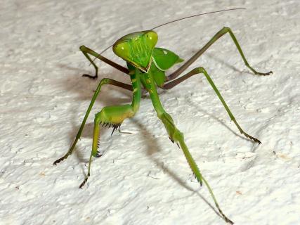 Mantis religiosa