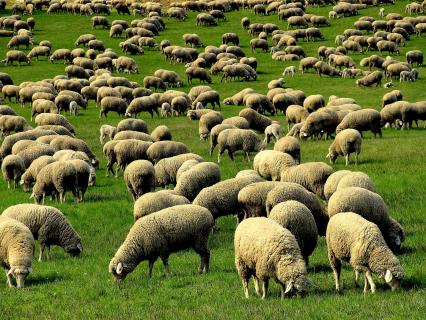 Schafherde