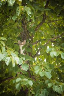 Versteckt im Baum