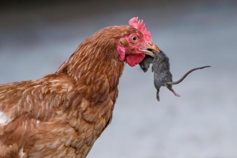 Huhn mit Maus