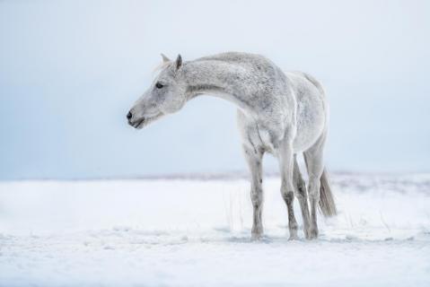 Cello im Schnee