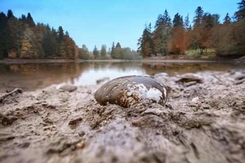 Teichmuschel am Ebnisee