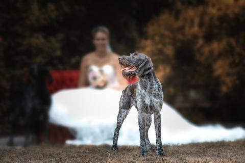 Wenn Tierfotografen die Braut fotografieren