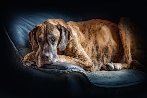 Alter Doggenherr
