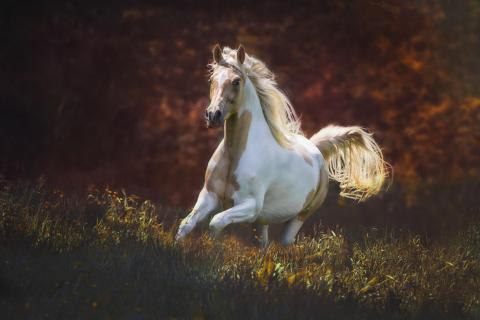 Herbst auf dem Reiterhof