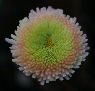 Bellis perennis