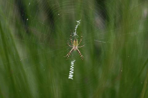 Wespenspinne 