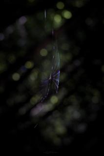 Spinne vs. Bokeh