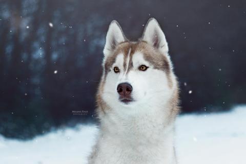 Wintertime