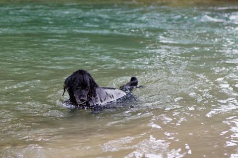 Der Hund geht baden