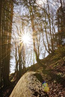 20180419 Atzmaennig_Wald