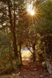 20190806 Nice_Colline_du_Chateau_Sunlight_Trees