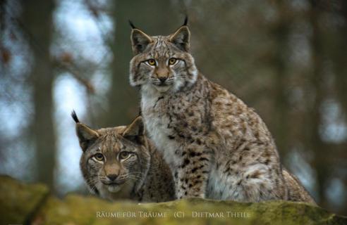 Luchs