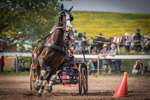 Buchenhof Fahrturnier 2018