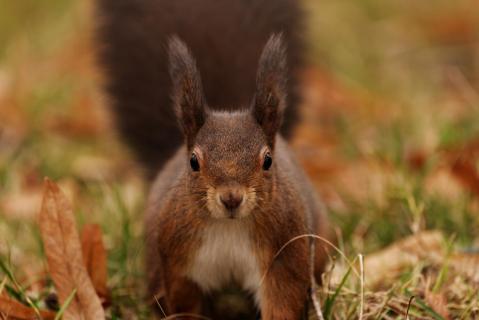 Eichhörnchen