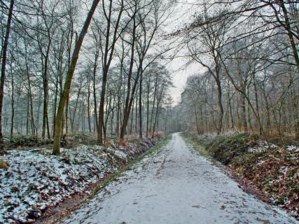 Waldweg