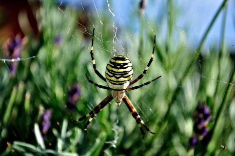 Wespenspinne