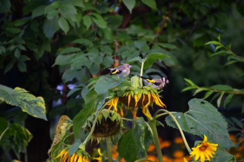 Vögel auf Sonnenblume