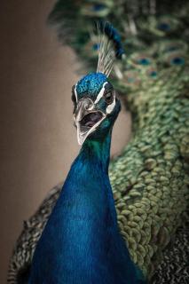 Pfau