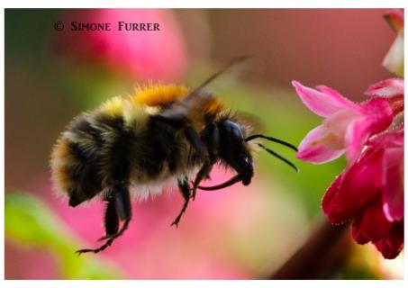 PORTRAIT EINER HUMMEL 