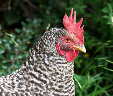 Das Perlhuhn