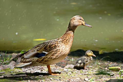Mutter mit Kind