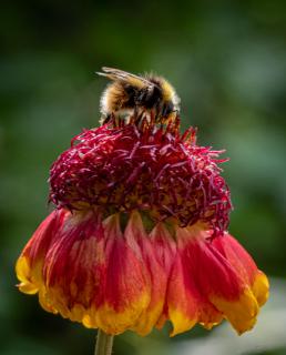 Hummel auf Echinacea