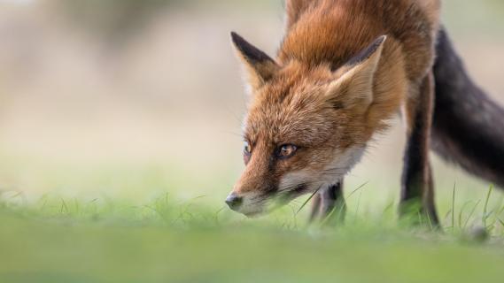 Fuchs im Fokus