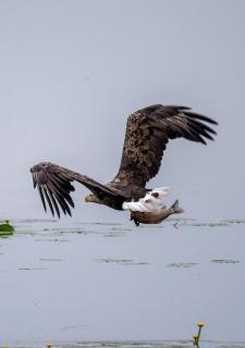 Seeadler mit Karpfen