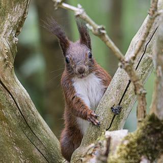 Paparazzo