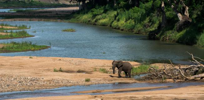 Einsamer Elefant im Flussbett