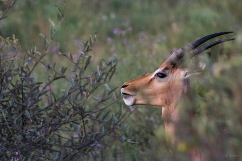 Springbock