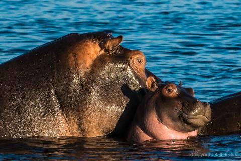 Flusspferdfamilie