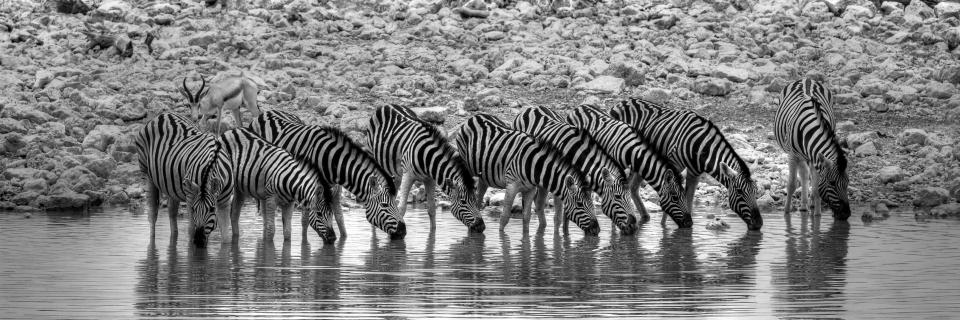 Zebras an der Wasserstelle