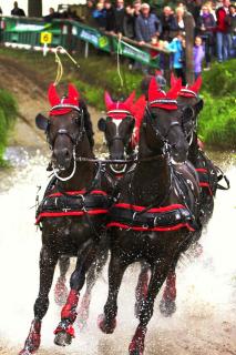 Riesenbeck International - Driving Horses