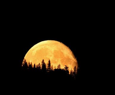 Der Mond geht über dem Bergwald auf