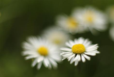 Gänseblümchen in Offenblende