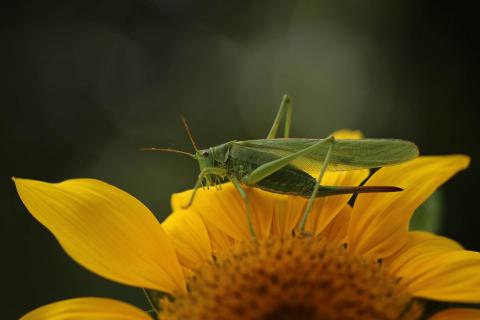 Großes Heupferd auf Sonnenblume