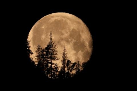 Der Mond über dem Bergwald