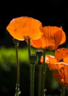 Mohn