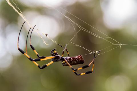 Golden Orb mit Netz