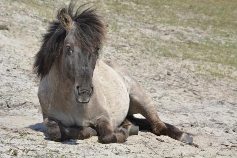 Wild Horse Siesta