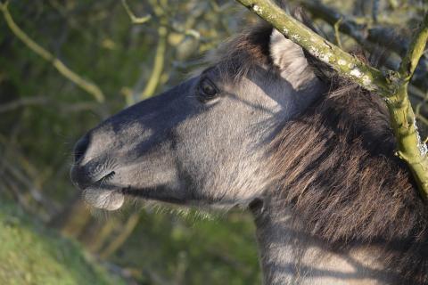 Wild Horse - Lights and Shadows