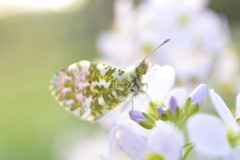 Butterfly - Springtime