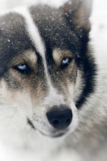 Husky