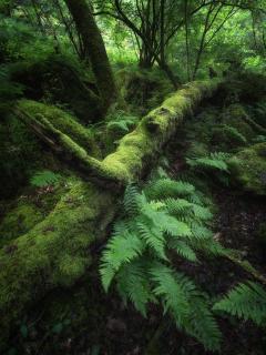 WOODLANDS