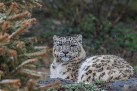 Schneeleopard