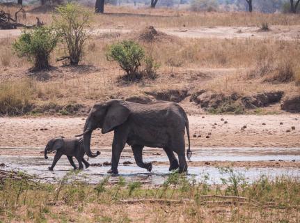 Elefanten-Mama mit Baby im Flussbett