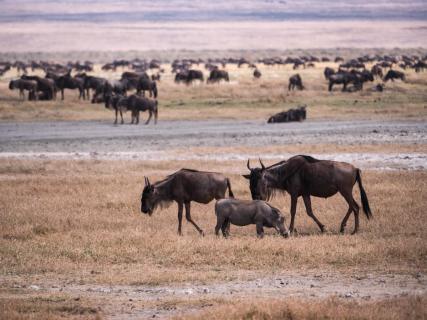 Tierwelt im Ngorongoro-Krater